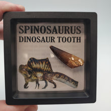 Load image into Gallery viewer, Spinosaurus Dinosaur Tooth
