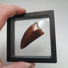 Load image into Gallery viewer, Carcharodontosaurus (T-Rex of Morocco) Tooth
