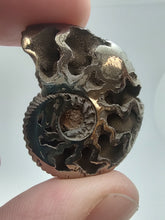 Load image into Gallery viewer, Pyritized Ammonite Fossil
