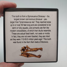 将图片加载到图库查看器，Spinosaurus Dinosaur Tooth
