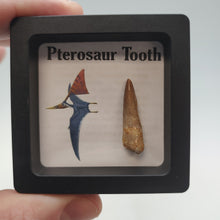 将图片加载到图库查看器，Pterosaur Tooth
