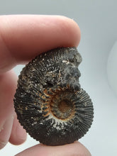將圖片載入圖庫檢視器 Pyritized Ammonite Fossil
