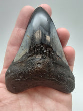 Load image into Gallery viewer, Megalodon Tooth
