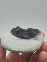 将图片加载到图库查看器，Trilobite Fossil
