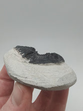 將圖片載入圖庫檢視器 Trilobite Fossil
