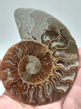 將圖片載入圖庫檢視器 Ammonite Fossil
