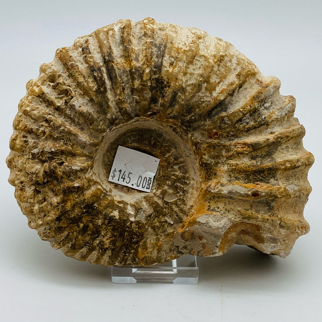 Fossilized Ammonite Specimen