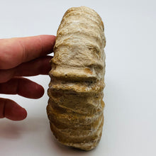 Cargar imagen en el visor de la galería, Fossilized Ammonite Specimen
