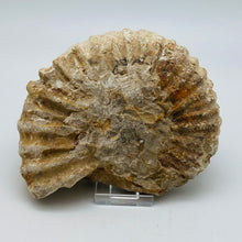 Cargar imagen en el visor de la galería, Fossilized Ammonite Specimen
