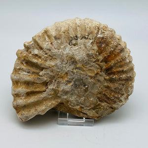 Fossilized Ammonite Specimen