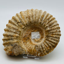 将图片加载到图库查看器，Fossilized Ammonite Specimen
