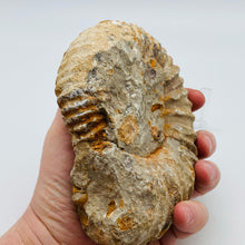 将图片加载到图库查看器，Fossilized Ammonite Specimen

