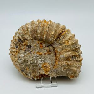 Fossilized Ammonite Specimen