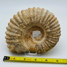 将图片加载到图库查看器，Fossilized Ammonite Specimen

