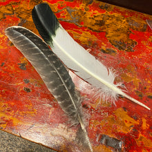 Charger l&#39;image dans la galerie, Turkey Feathers for Smudging &amp; Guiding Smoke
