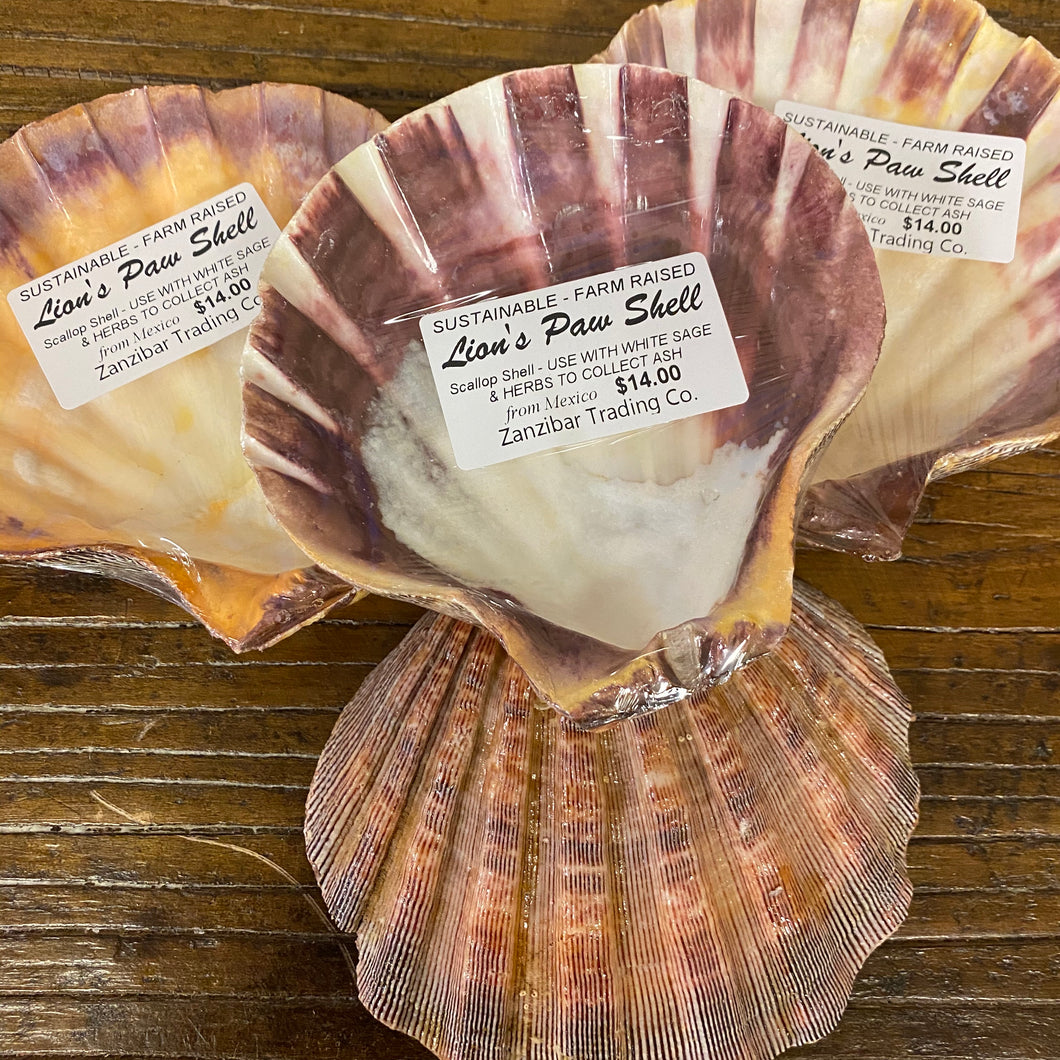 Lions Paw Scallop Shells for Smudging, Farm Raised
