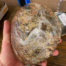 Load image into Gallery viewer, Abalone Shells for Smudging, Farm Raised
